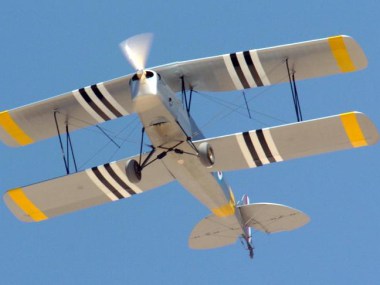 tiger-moth-1